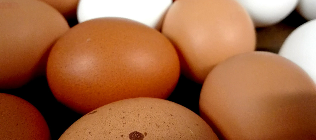 Frische Eier