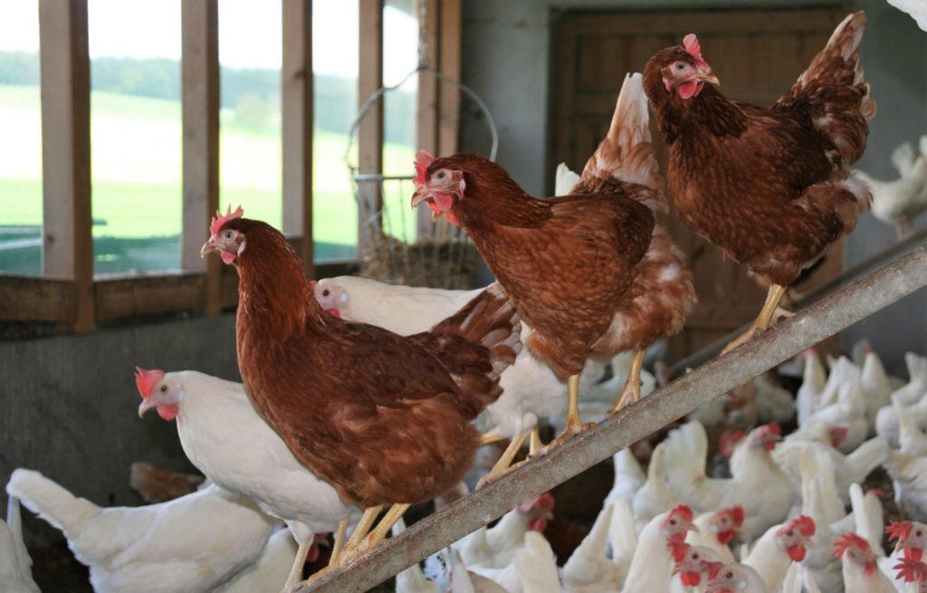 Hühner auf der Stange