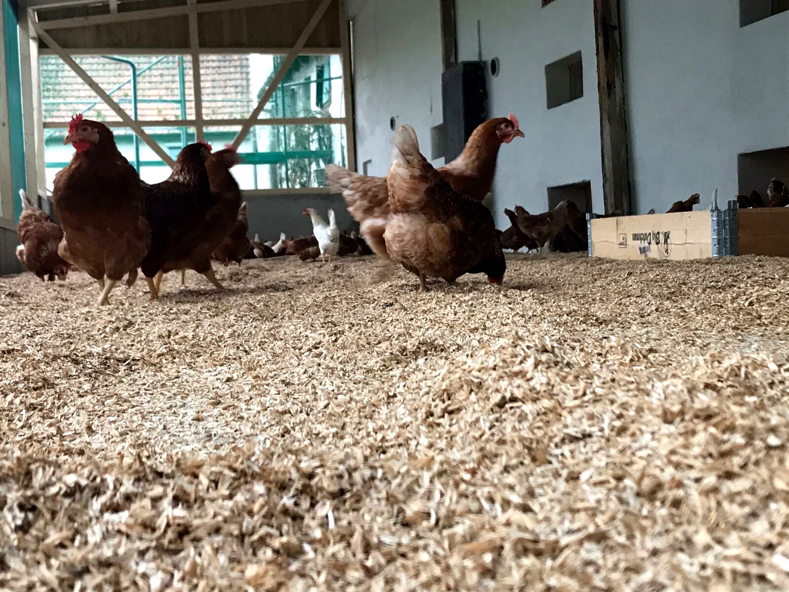 Hühner im Scharrraum